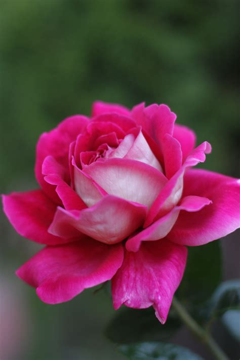 Роза-самый красивый цветок | Цветы пустыни, Фото цветов, Красивые розы