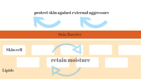 How To Repair A Damaged Skin Barrier Dry Skin Advice