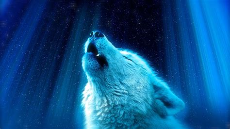 Light Wolf Wallpapers Top Free Light Wolf Backgrounds Wallpaperaccess