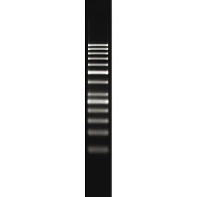 Thermo Scientific GeneRuler 50bp DNA Ladder 50 to 1000bp 0 5μg μL