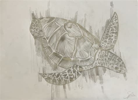 Realistic Turtle Drawing Turtle Drawing Drawings Art