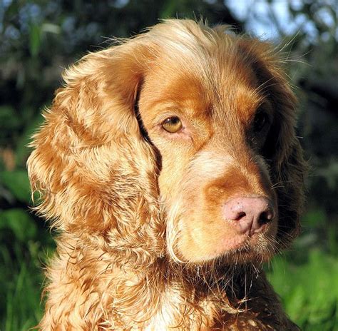 English Springer Spaniel Cross Breed With Collie Irish Red Setter