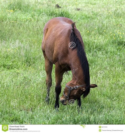 Check spelling or type a new query. Dark Brown Quarter Horse stock photo. Image of ...