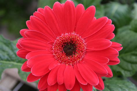 They'll likely be captivated by the raw beauty of our floral arrangements. Free photo: Red Daisy - Angle, Gerbera, Vase - Free ...