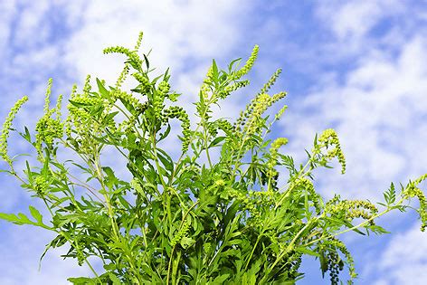 Wenn ihre allergien im spätsommer oder im frühen herbst aufflammen, können sie auf ragweed allergisch sein. Ab Freitag hohe Ragweed-Belastung - wien.ORF.at