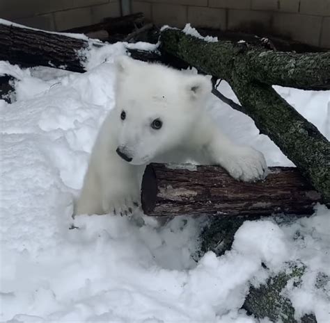 Polar Bear Cubs First Time Playing In The Snow At Detroit Zoo