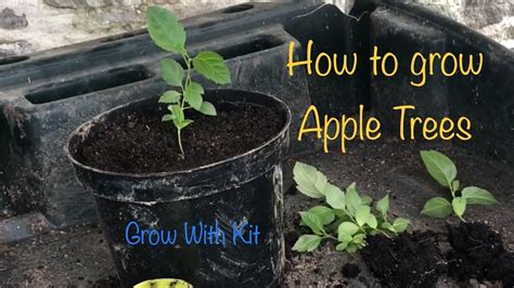 Growing Apple Trees From Seed Seed Germination And Transplanting