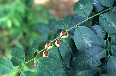 Namun perlu diingat jika daun katuk juga. KATUK - Deskripsi, Klasifikasi, Kandungan dan Manfaat