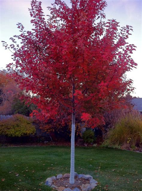 October Glory Maple Backyard Plants Shade Trees Red Maple Tree