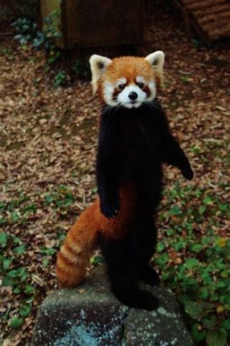 Standing Red Panda So Cute Animal Fwends Pinterest