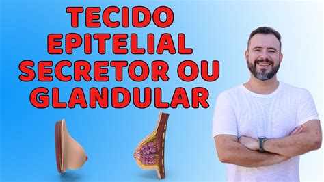 Tecido Epitelial Secretor Ou Glandular Youtube