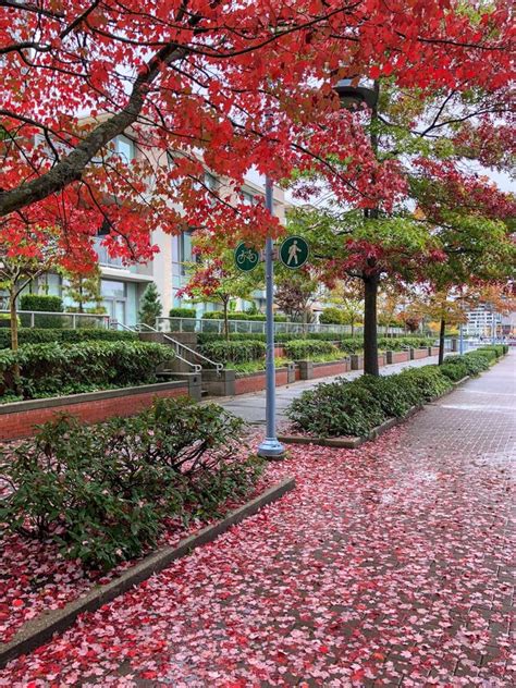 Autumn Leaves Vancouver Canada Stock Photo Image Of Tree Street