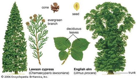 Prominent Structural Differences Between Coniferous And Deciduous Trees