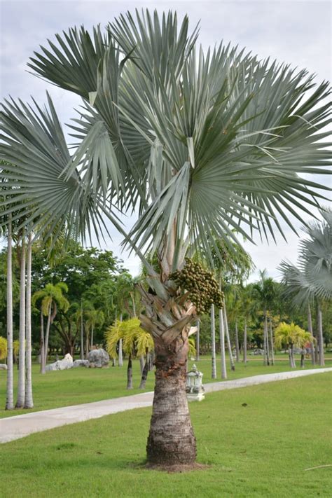 11 Types Of Palm Trees In Florida