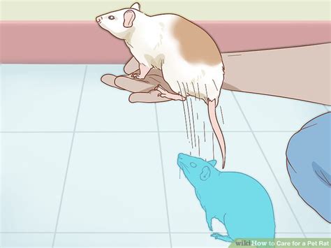 How To Care For A Pet Rat With Pictures Wikihow
