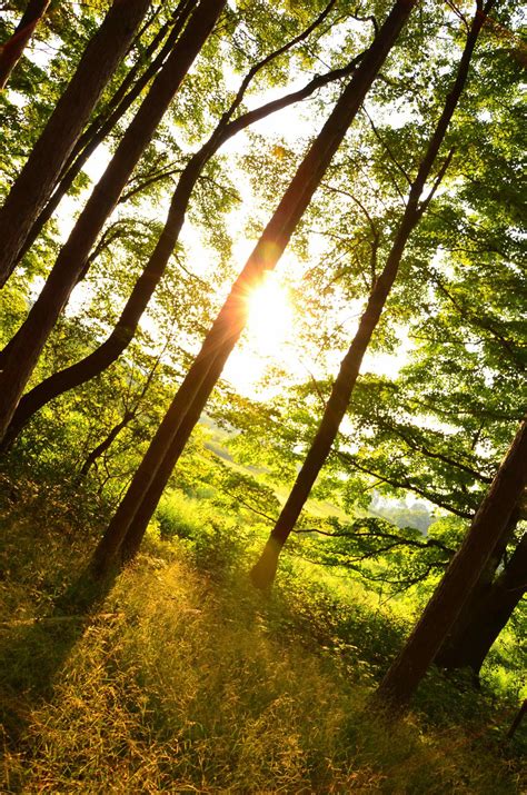 A Titled View Of The Sun Shining Through The Trees At The Edge Of A
