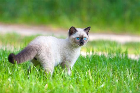 The Balinese Cat Everything You Need To Know Mystart