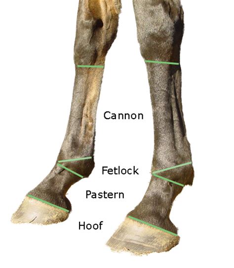 The Distal Limb Bones Of The Equine