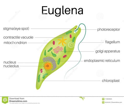 Euglena gracilis has considerable biotechnological potential and great adaptability, but exploitation remains hampered by the absence of a euglena gracilis, a photosynthetic flagellate was first observed by van leeuwenhoek in 1684 (dobell, 1932) and formally described by klebs in 1883. The structure And diagram of Euglena Stock Vector ...