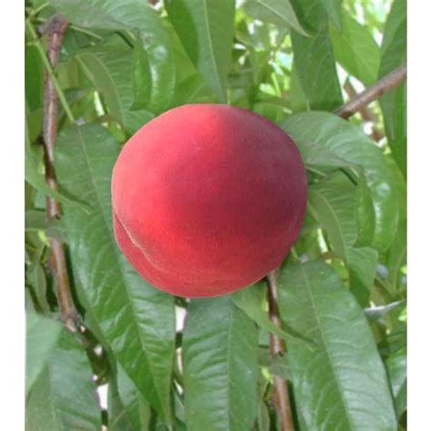 Diamond Princess Peach Tree Shipped In Soil By Burchell Nursery Store