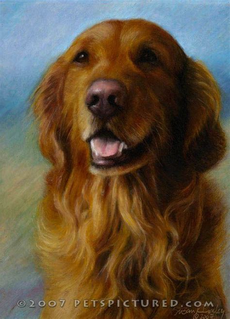 Artist ~ Susan K Donley Golden Retriever Art Dog Paintings Pet