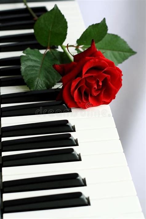 Ana sayfa spor celtic, valentin rosier ile ilgileniyor. Valentine. Image of piano with a red rose on valentine day ...