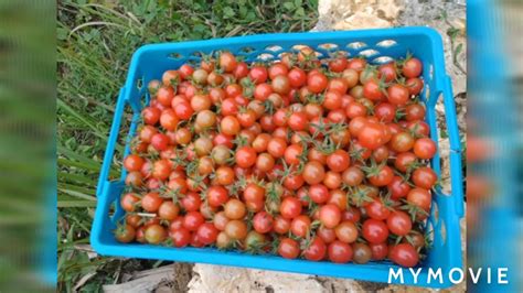 Harvesting Wild Tomatoes Youtube