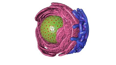 Cells Nucleus Endoplasmic Reticulum 3d Model