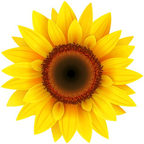 You can also drag files to the drop area to start uploading. Download Free Sunflower Transparent Image ICON favicon ...
