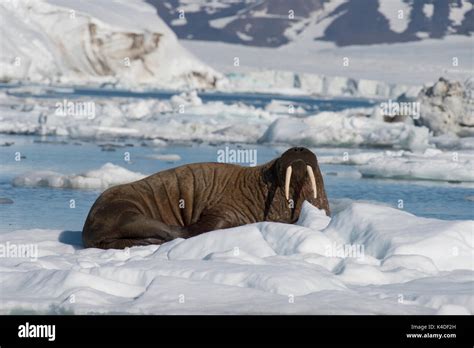 Walrus On Ice Flow Stock Photo Alamy
