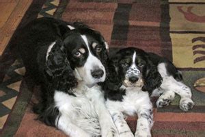 If so, you have come to the right place. MN Whispering Pines Springers