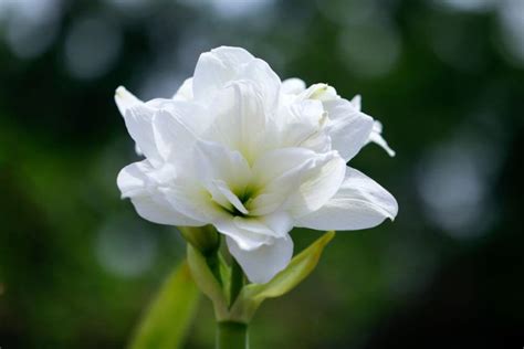 A Close Up View Of A Single White Amaryllis Flower Types Of White