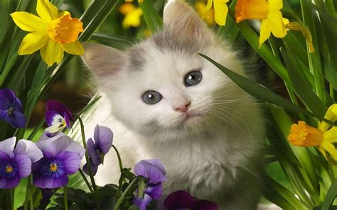 Kitten In The Spring Flowers Wallpaper Animals Wallpaper Better
