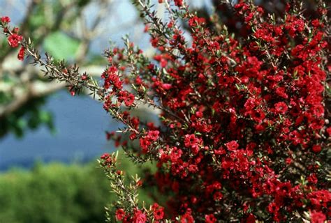 Il viburnum thinus, una pianta sempreverde che resiste e resta sempre bellissima anche nei mesi invernali. Teebaum aus der Nähe betrachtet