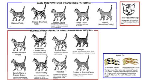 A tabby is any domestic cat (felis catus) with a distinctive 'm' shaped marking on its forehead, stripes by its eyes and across its cheeks, along its back, and around its legs and tail, and (differing by tabby type), characteristic striped, dotted, lined, flecked, banded or swirled patterns on the body—neck. Tabby Cats: 5 Interesting Facts About Tabby Cats