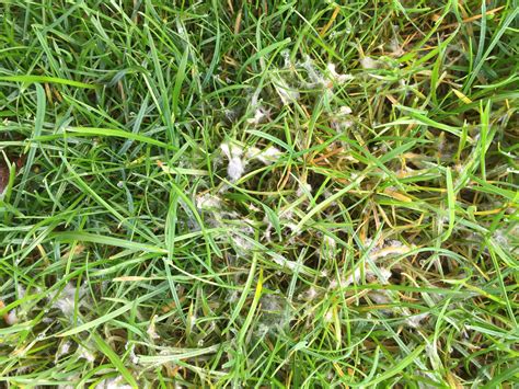 Killer White Fluff On Lawn — Bbc Gardeners World Magazine