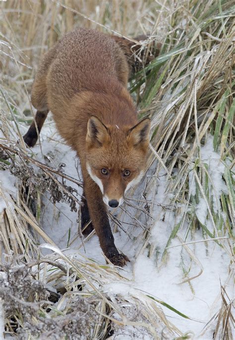 Download deze schattige prinses van de winter sneeuw bos rijden op grote witte fee pegasus de godin van de kou op magisch dier aangenaam weer vriendschap mens en dier dame in fel zonlicht en vliegende sneeuw foto nu. Vos in de sneeuw Fotograaf: RuurdJellevdLe Plots deze vos ...