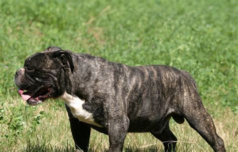 Five years prior to ukc recognition, the breed was registered by the former canine developmental. If turtles and tortoises were dogs, what kind of dogs ...