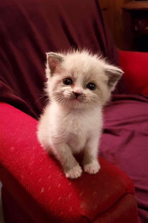Meet Blossom A Tiny Foster Kitten Who Smiles For The Camera