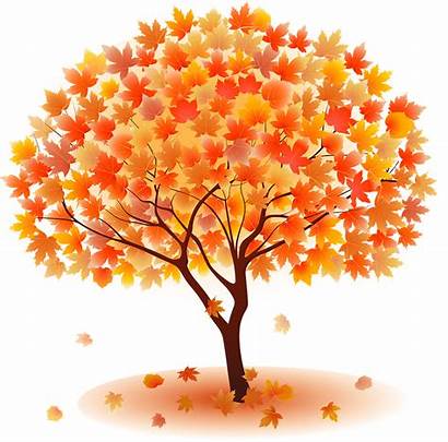 Maple Clipart Tree Leaves Autumn Fall Transparent