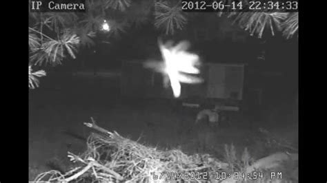 real fairy caught on security camera proof fairies are real real fairies real life fairies