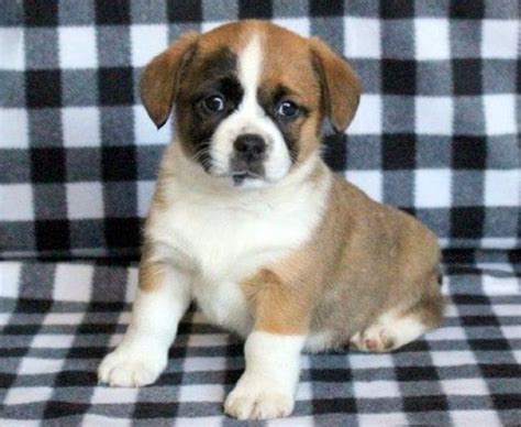 Shih Tzu Mix Puppies For Sale Puppy Adoption Keystone