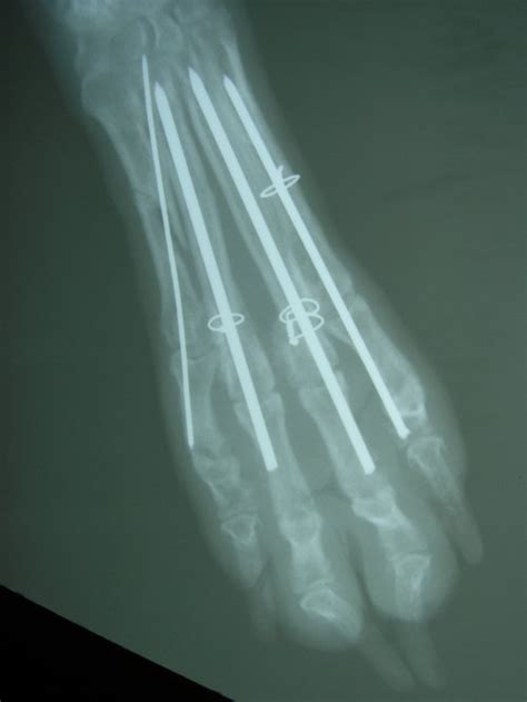 Radiology X Rays Seneca Falls Ny Veterinarian Animal Clinic All