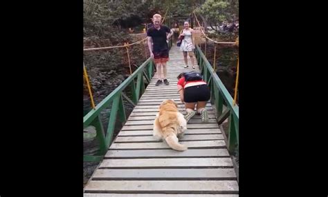 Video Este Perrito Tenía Miedo De Cruzar Un Puente Hasta Que Su Dueña