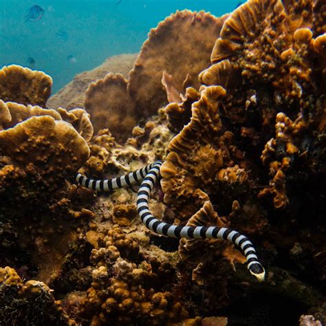 There Are Dozens Of Sea Snake Species In The Indian And Pacific Oceans