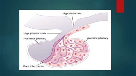 Pituitary Gland Anatomy Ppt