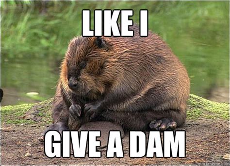 Like I Give A Dam Angry Beaver Quickmeme
