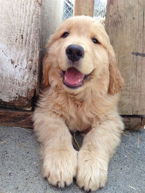 Golden Retriever Rescue Virginia Top Dog Information