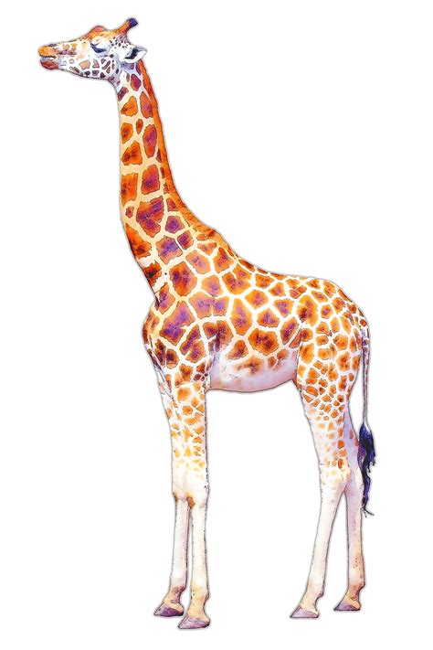 Download Giraffe Isolated Illustration Royalty Free Stock