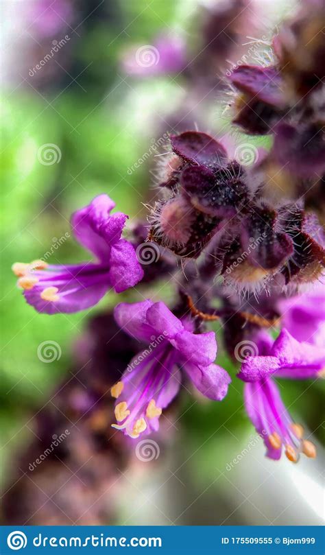 Macro Photo Of Purple Wild Flowers Stock Image Image Of Card Field